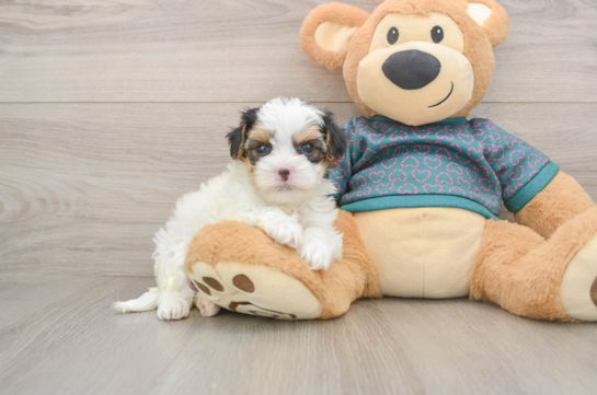 Yorkie Poo Pup Being Cute
