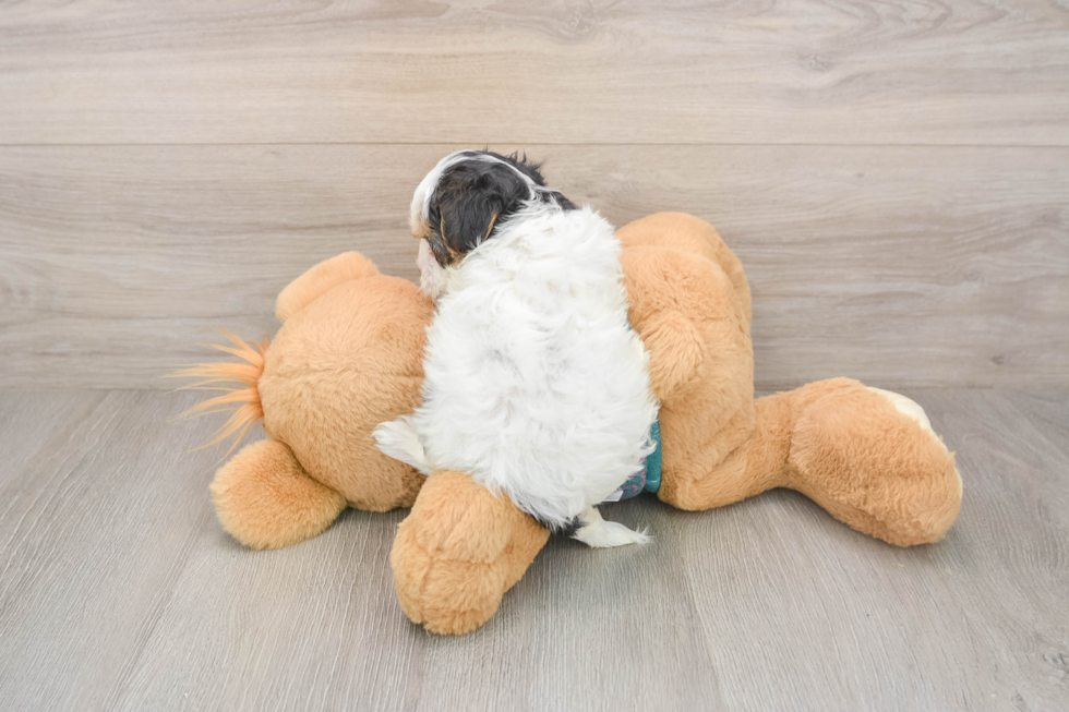 Funny Yorkie Poo Poodle Mix Pup