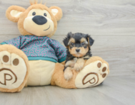 5 week old Yorkie Poo Puppy For Sale - Simply Southern Pups