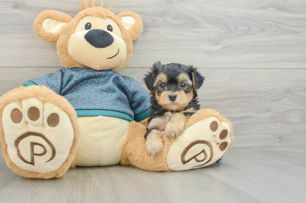 5 week old Yorkie Poo Puppy For Sale - Simply Southern Pups