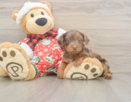 7 week old Yorkie Poo Puppy For Sale - Simply Southern Pups