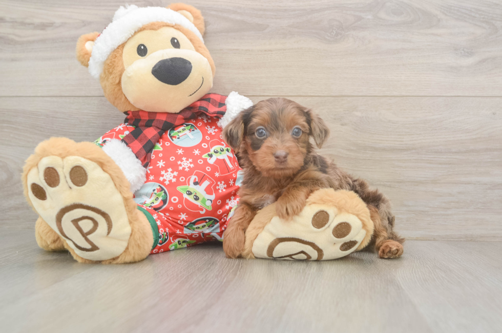 5 week old Yorkie Poo Puppy For Sale - Simply Southern Pups