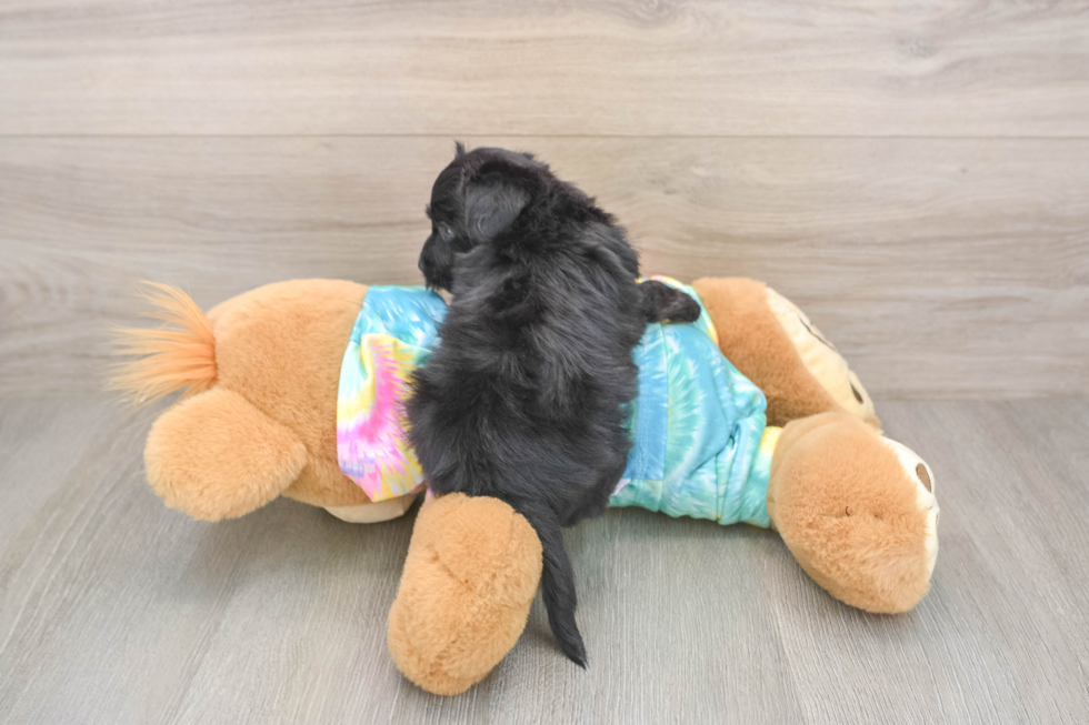 Best Yorkie Poo Baby