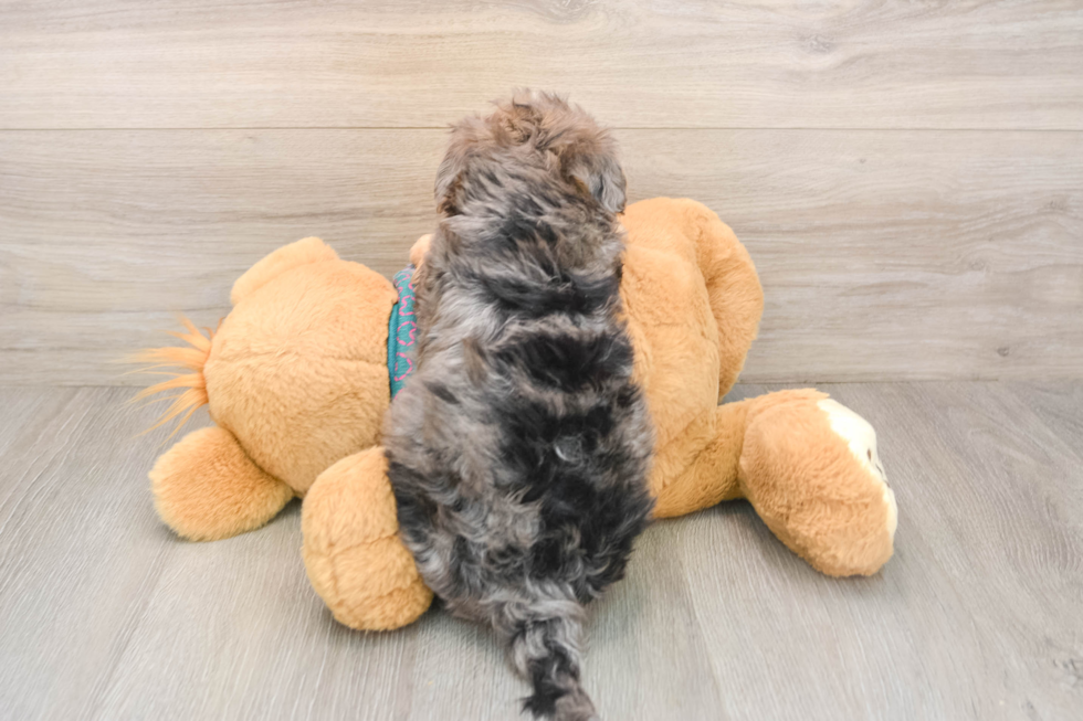 Popular Yorkie Poo Poodle Mix Pup