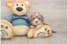 Petite Yorkie Poo Poodle Mix Pup