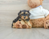 7 week old Yorkie Poo Puppy For Sale - Simply Southern Pups