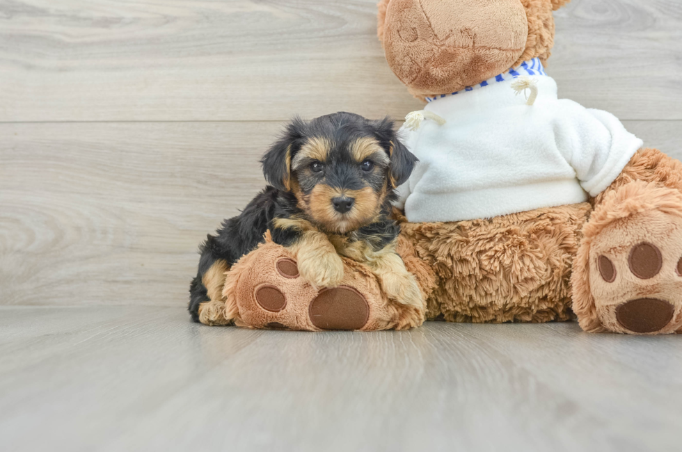 7 week old Yorkie Poo Puppy For Sale - Simply Southern Pups