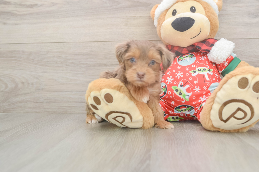 5 week old Yorkie Poo Puppy For Sale - Simply Southern Pups