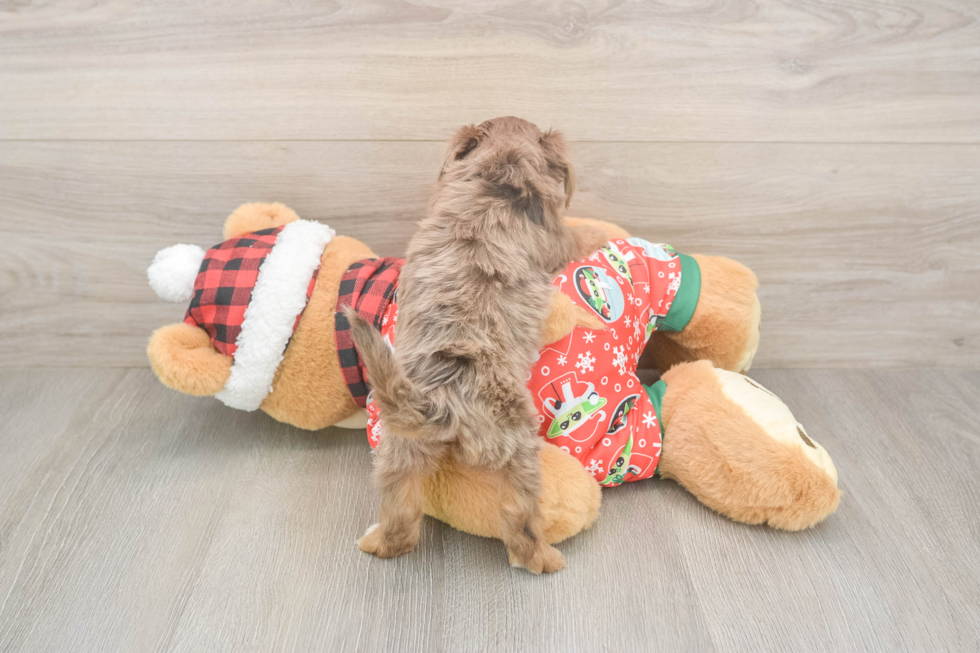 Yorkie Poo Puppy for Adoption