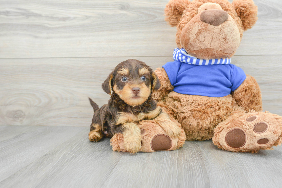 Fluffy Yorkie Poo Poodle Mix Pup