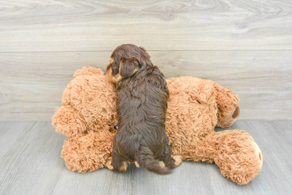 Adorable Yorkie Doodle Poodle Mix Puppy