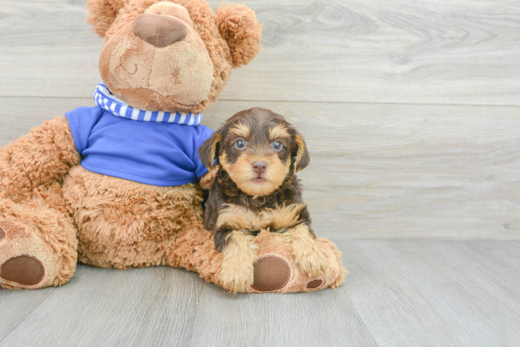 Energetic Yorkie Doodle Poodle Mix Puppy