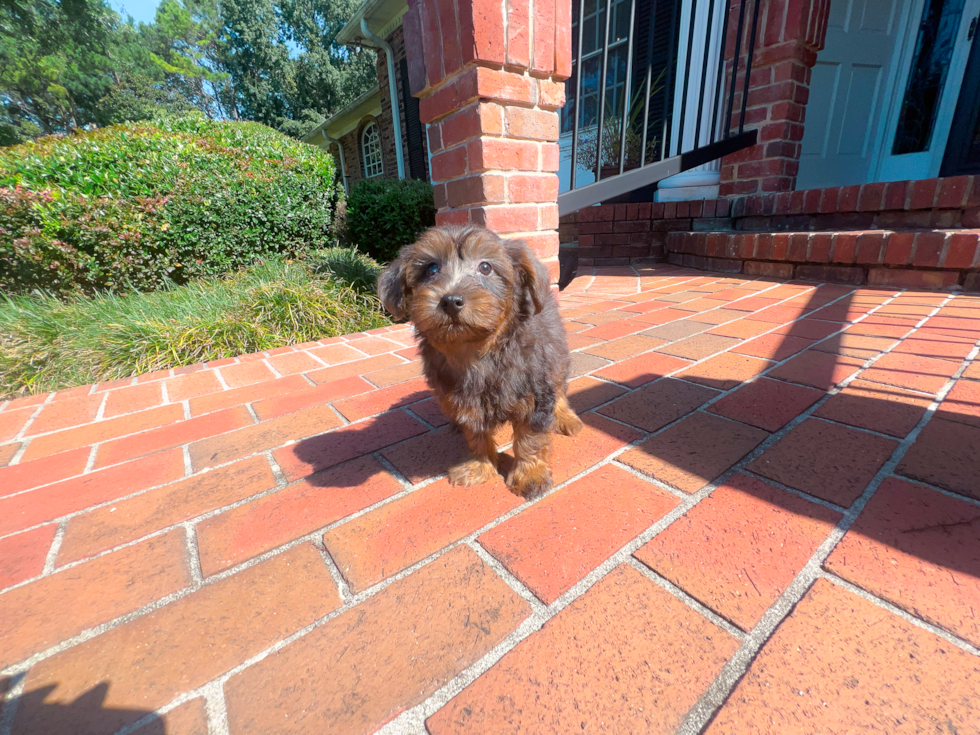 Cute Yorkie Poo Poodle Mix Pup