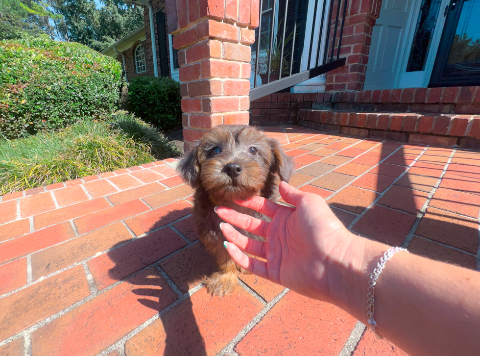 Cute Yorkie Poo Poodle Mix Pup