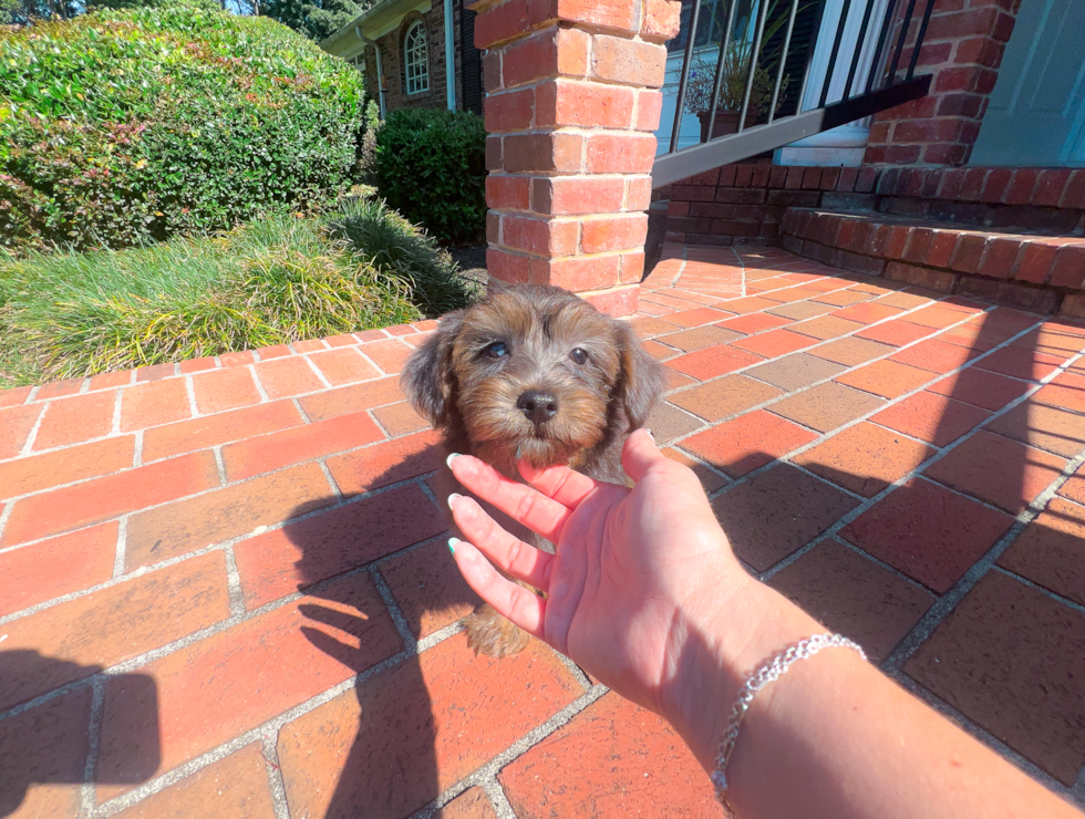 Yorkie Poo Puppy for Adoption