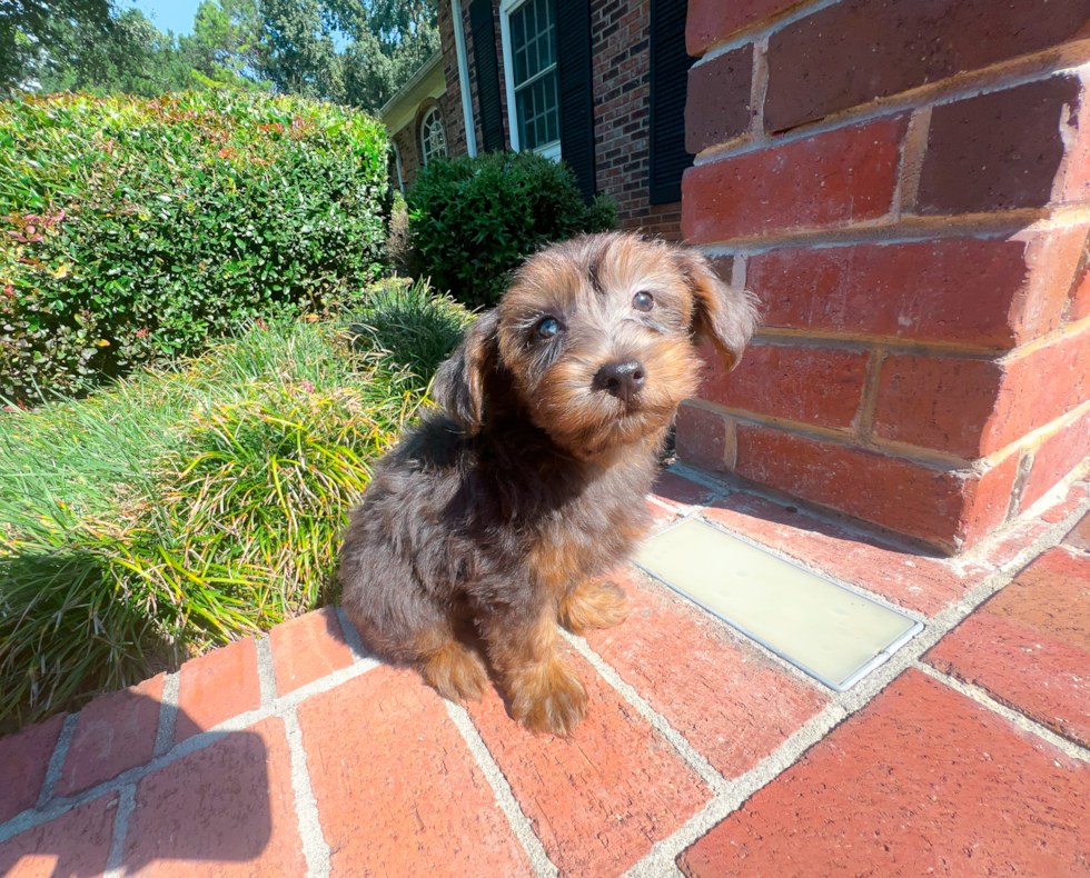 Best Yorkie Poo Baby