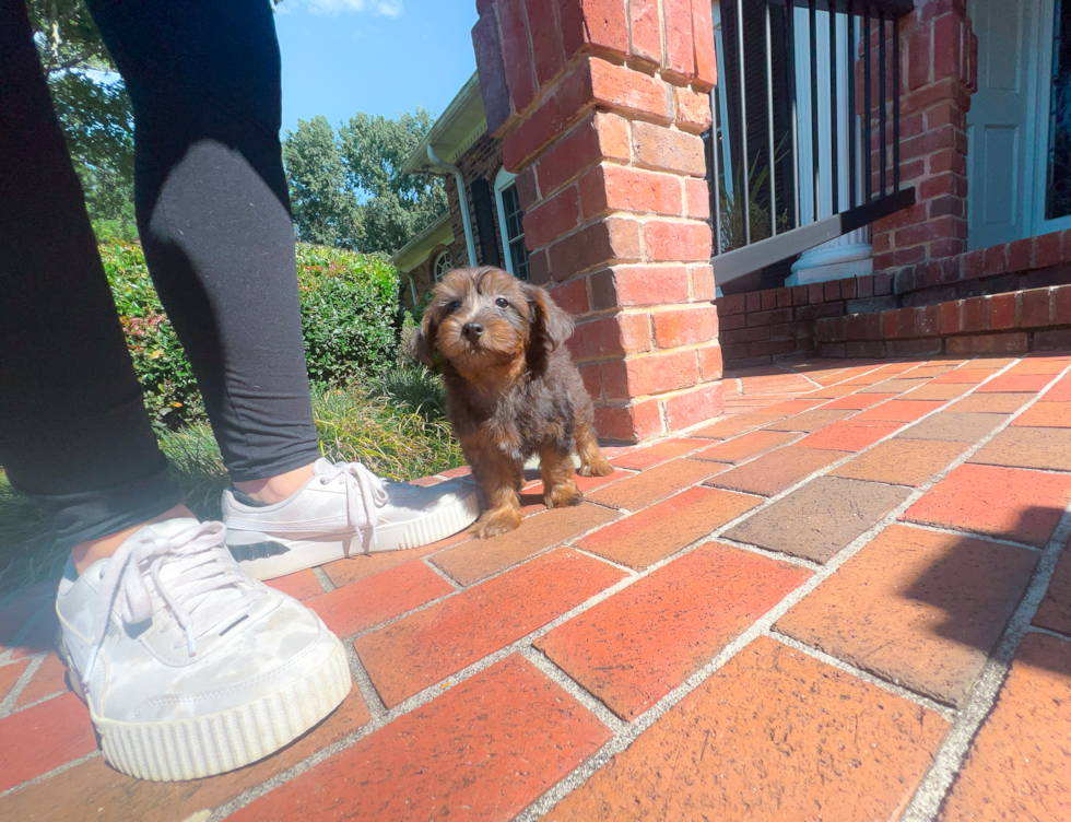 Cute Yorkie Poo Poodle Mix Pup