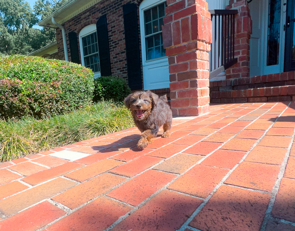 Cute Yorkie Poo Poodle Mix Pup