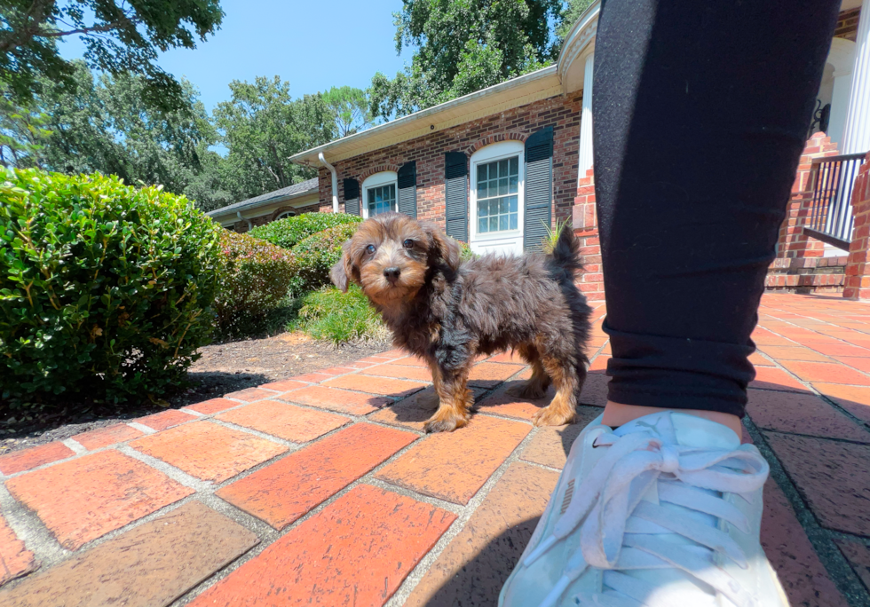 Yorkie Poo Pup Being Cute