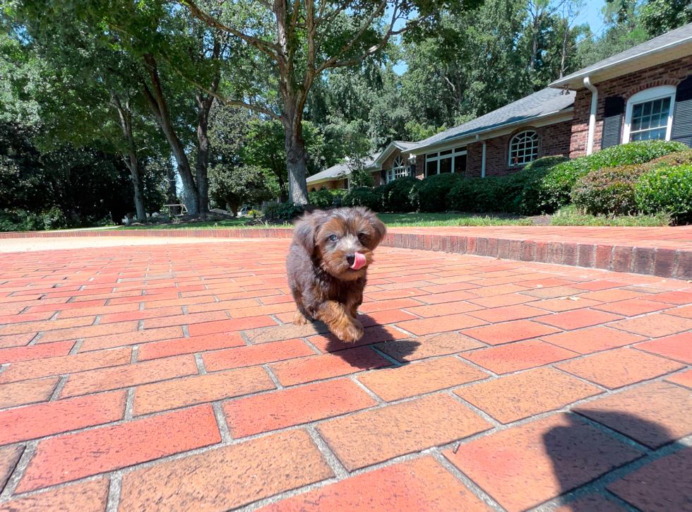 Yorkie Poo Puppy for Adoption