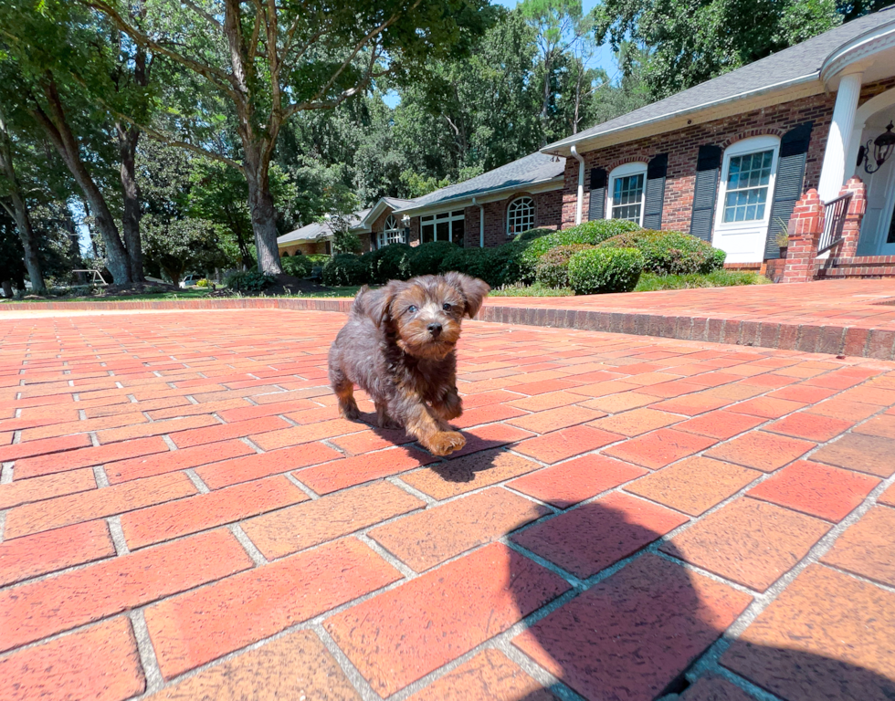 Yorkie Poo Puppy for Adoption