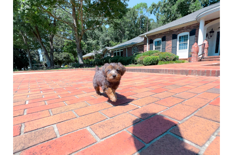 Cute Yorkie Poo Poodle Mix Pup