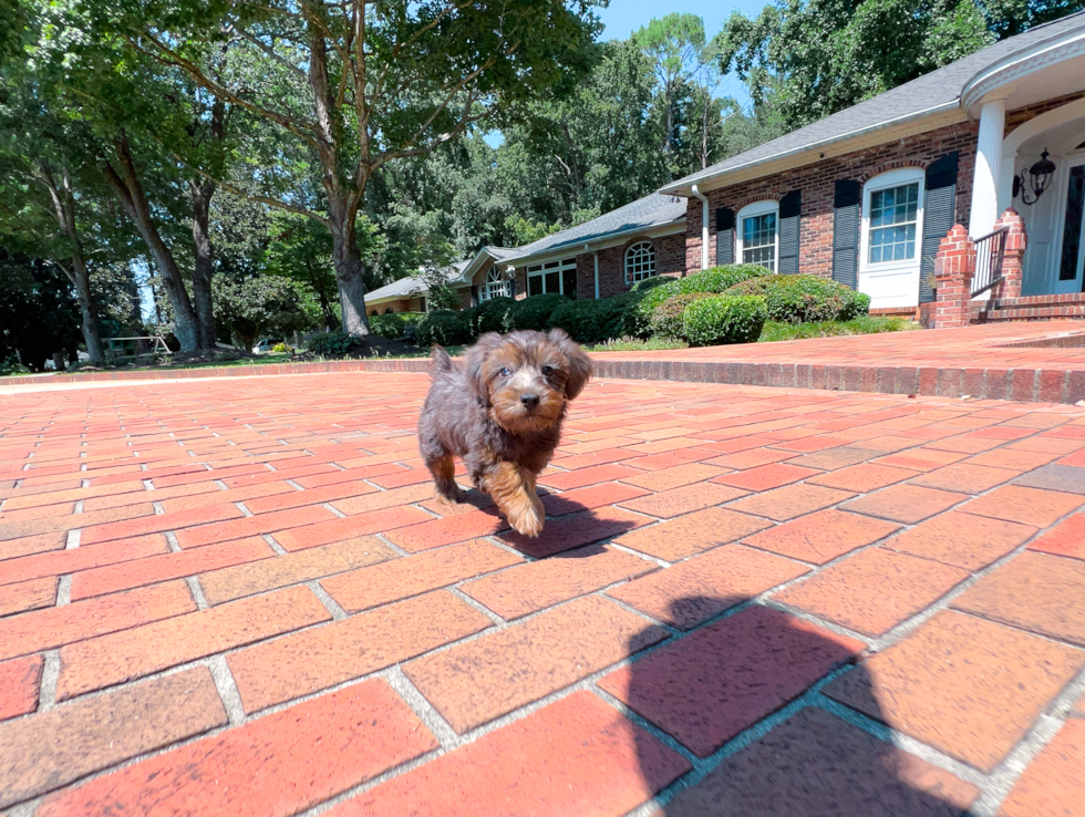 Cute Yorkie Poo Poodle Mix Pup