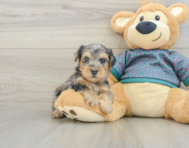 5 week old Yorkie Poo Puppy For Sale - Simply Southern Pups