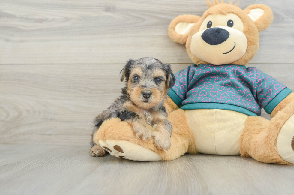 5 week old Yorkie Poo Puppy For Sale - Simply Southern Pups