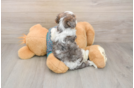 Sweet Yorkie Poo Baby