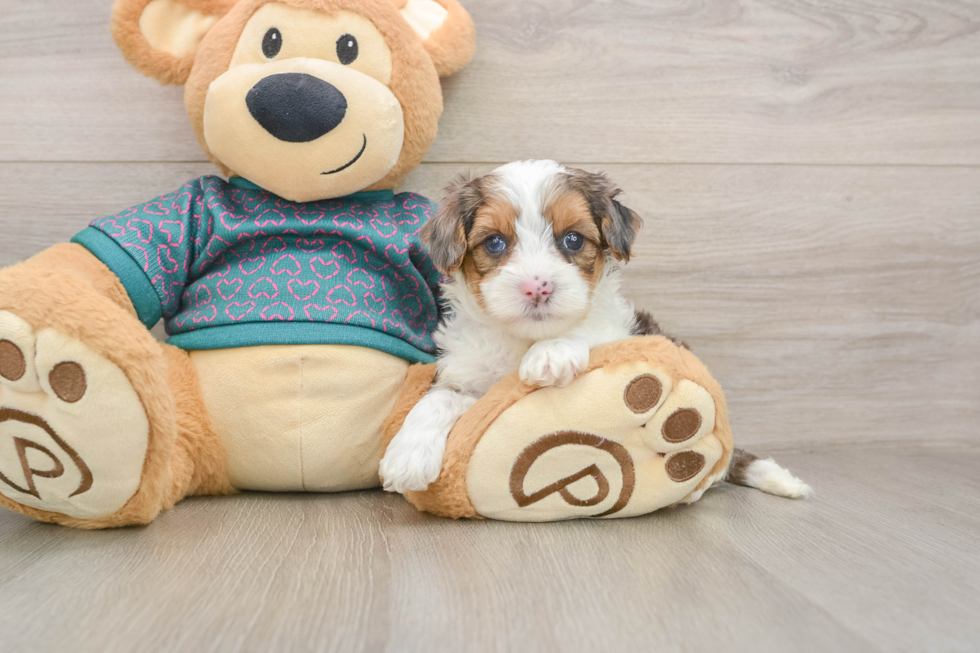 Best Yorkie Poo Baby