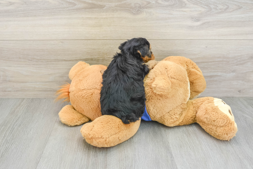 Yorkie Poo Puppy for Adoption