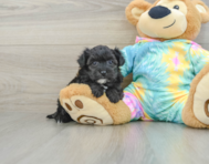 6 week old Yorkie Poo Puppy For Sale - Simply Southern Pups