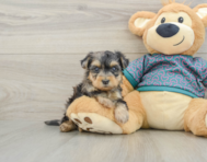 5 week old Yorkie Poo Puppy For Sale - Simply Southern Pups
