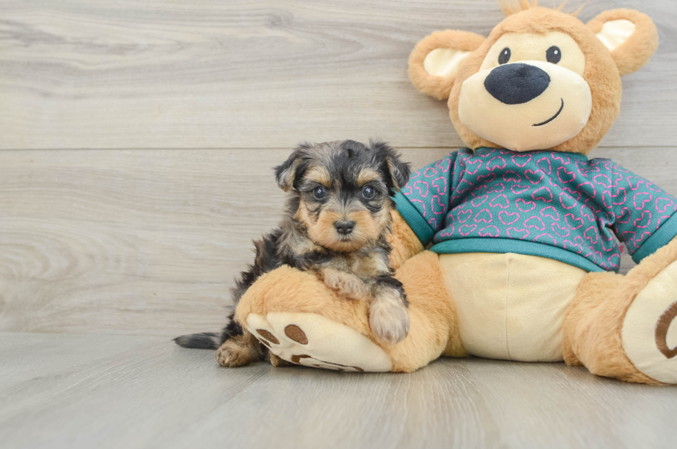 5 week old Yorkie Poo Puppy For Sale - Simply Southern Pups