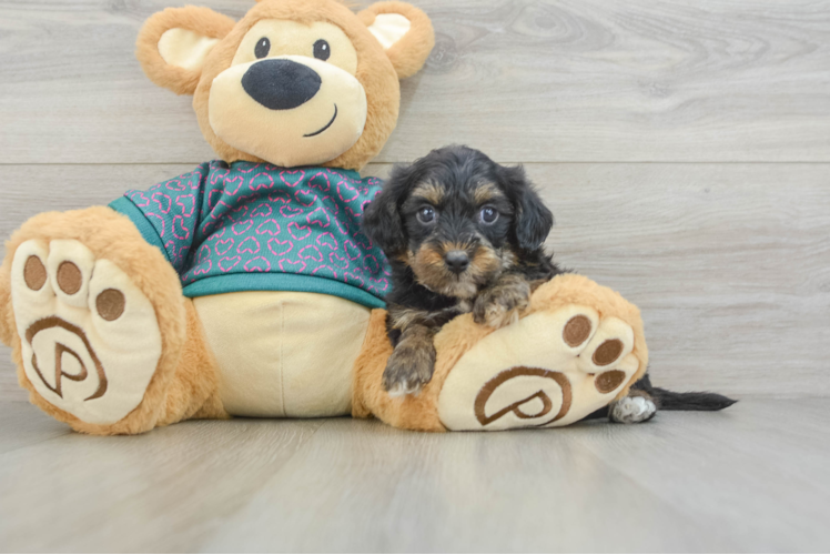 Yorkie Poo Puppy for Adoption