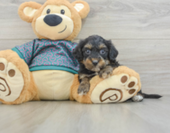 8 week old Yorkie Poo Puppy For Sale - Simply Southern Pups