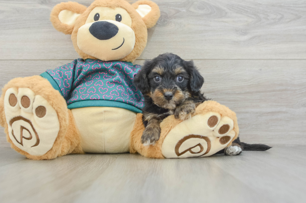 5 week old Yorkie Poo Puppy For Sale - Simply Southern Pups