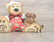 7 week old Yorkie Poo Puppy For Sale - Simply Southern Pups