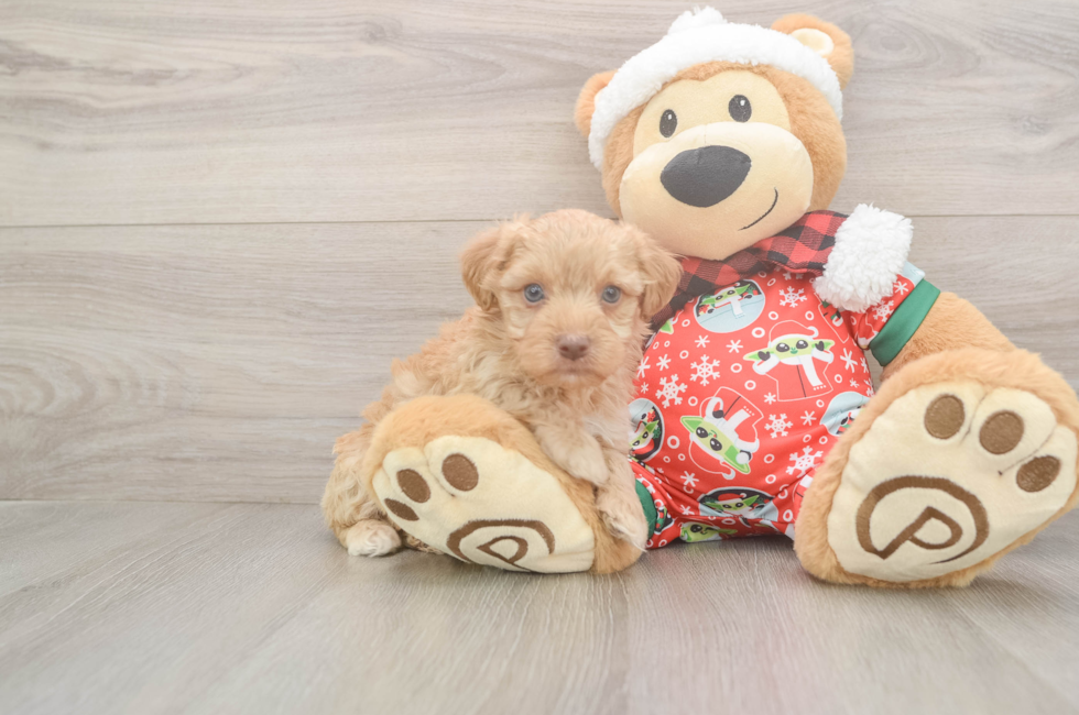 5 week old Yorkie Poo Puppy For Sale - Simply Southern Pups