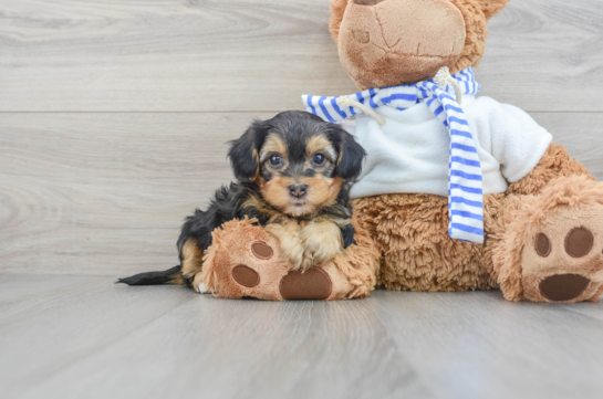 Adorable toys Teacup Yorkie and poodle for adoption or rehome