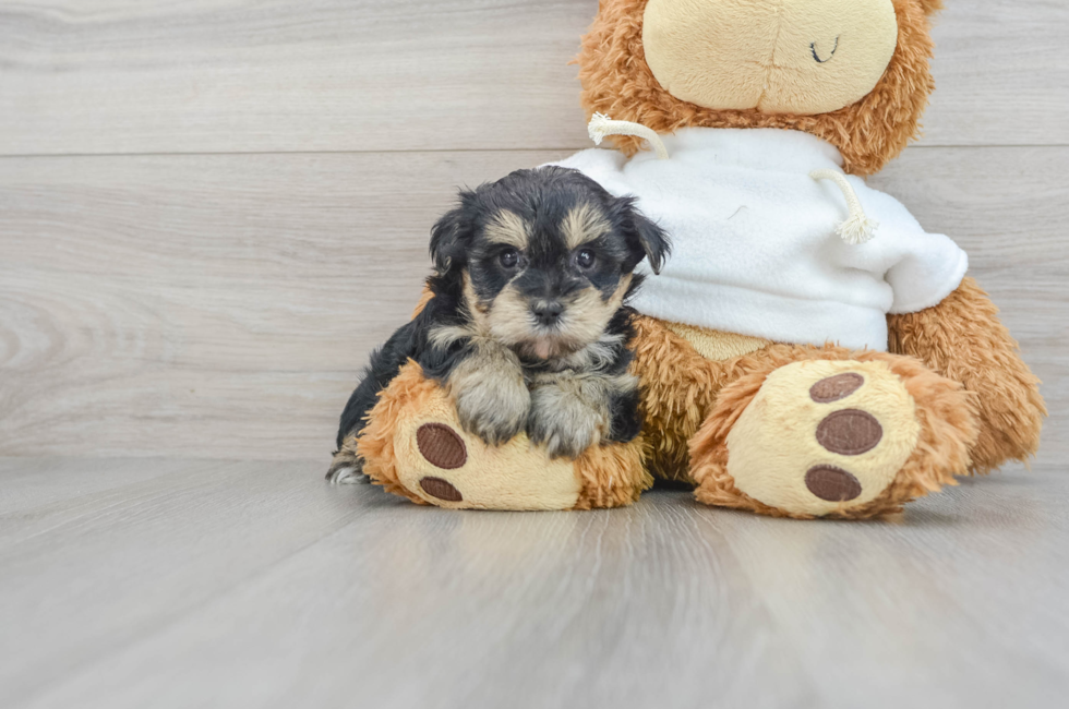 7 week old Yorkie Poo Puppy For Sale - Simply Southern Pups