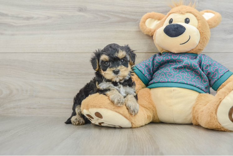 Small Yorkie Poo Baby