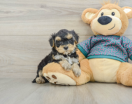 6 week old Yorkie Poo Puppy For Sale - Simply Southern Pups