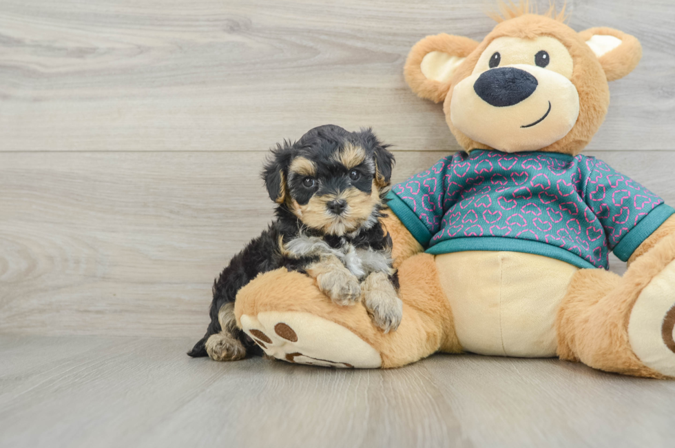 6 week old Yorkie Poo Puppy For Sale - Simply Southern Pups