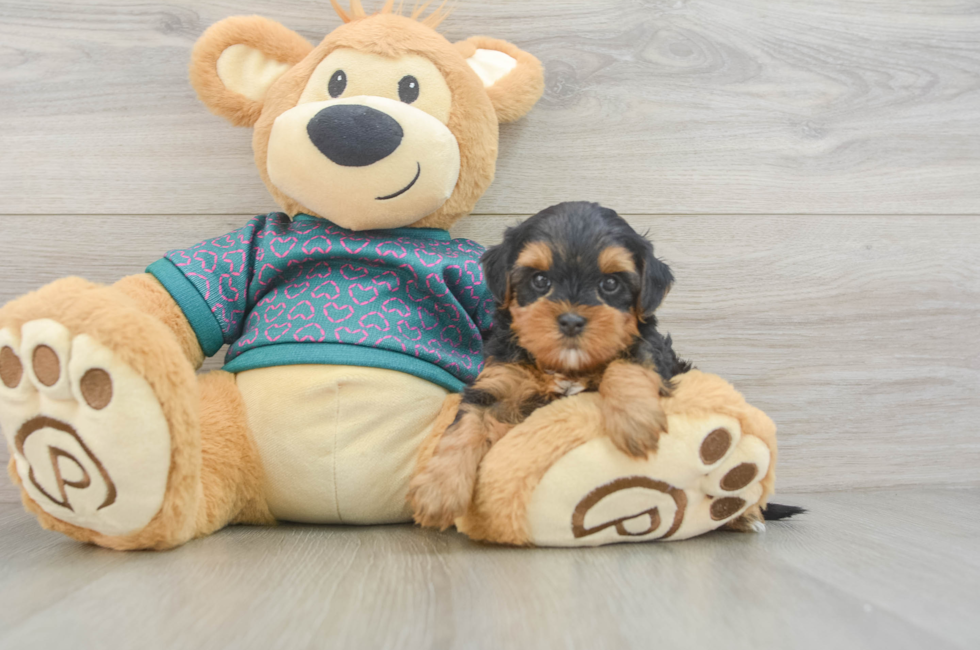 6 week old Yorkie Poo Puppy For Sale - Simply Southern Pups