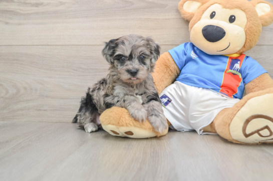 Best Yorkie Poo Baby