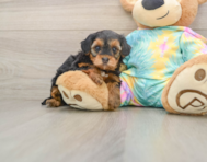5 week old Yorkie Poo Puppy For Sale - Simply Southern Pups
