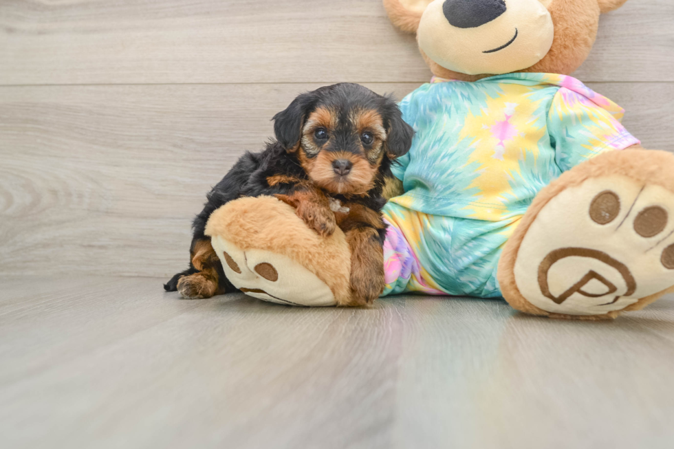 Best Yorkie Poo Baby