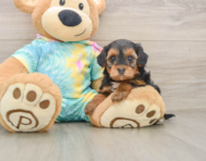 5 week old Yorkie Poo Puppy For Sale - Simply Southern Pups